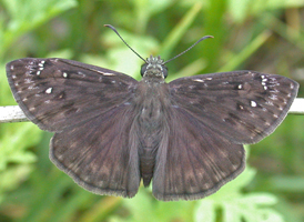 Horace's Duskywing